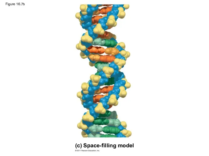 Figure 16.7b (c) Space-filling model