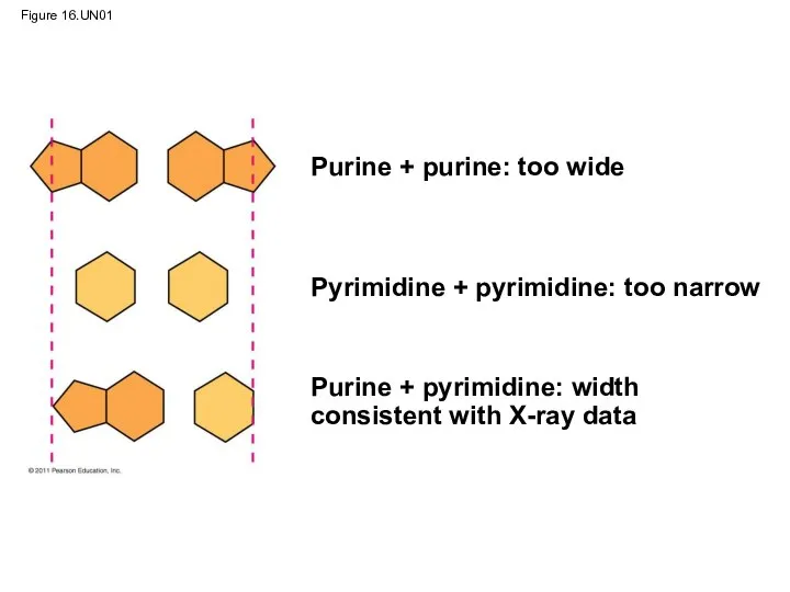 Figure 16.UN01 Purine + purine: too wide Pyrimidine + pyrimidine: too