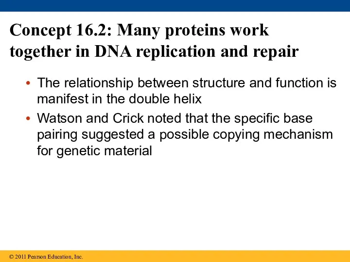 Concept 16.2: Many proteins work together in DNA replication and repair