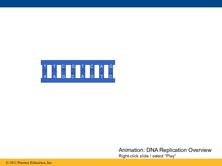 Animation: DNA Replication Overview Right-click slide / select “Play”