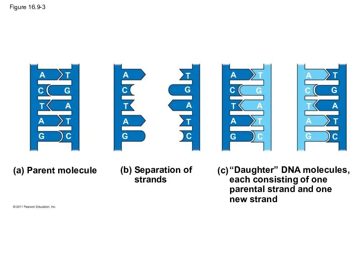 Figure 16.9-3 (a) Parent molecule A A A A A A