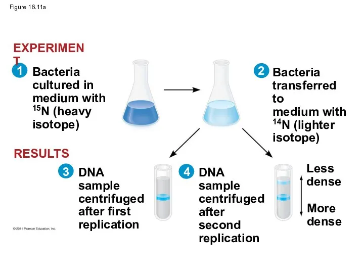 Figure 16.11a Bacteria cultured in medium with 15N (heavy isotope) Bacteria