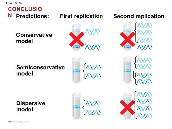 Figure 16.11b Predictions: First replication Second replication Conservative model Semiconservative model Dispersive model CONCLUSION