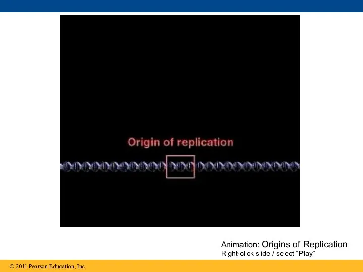 Animation: Origins of Replication Right-click slide / select “Play”