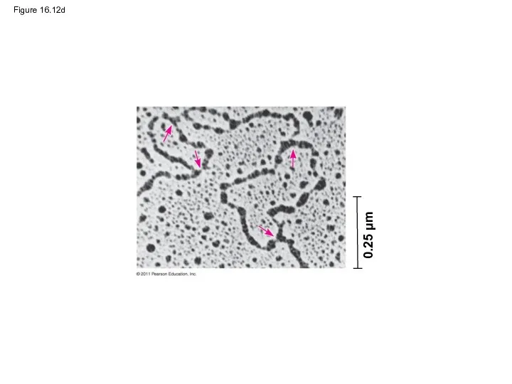 Figure 16.12d 0.25 μm