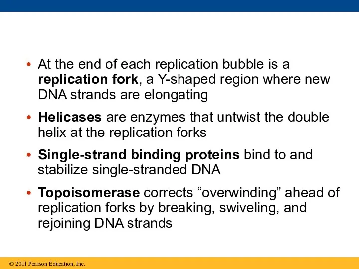 At the end of each replication bubble is a replication fork,