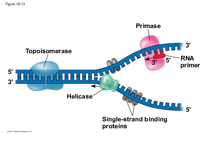 Figure 16.13 Topoisomerase Primase RNA primer Helicase Single-strand binding proteins 5′ 3′ 5′ 5′ 3′ 3′