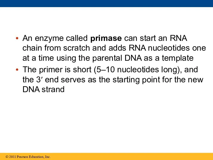 An enzyme called primase can start an RNA chain from scratch