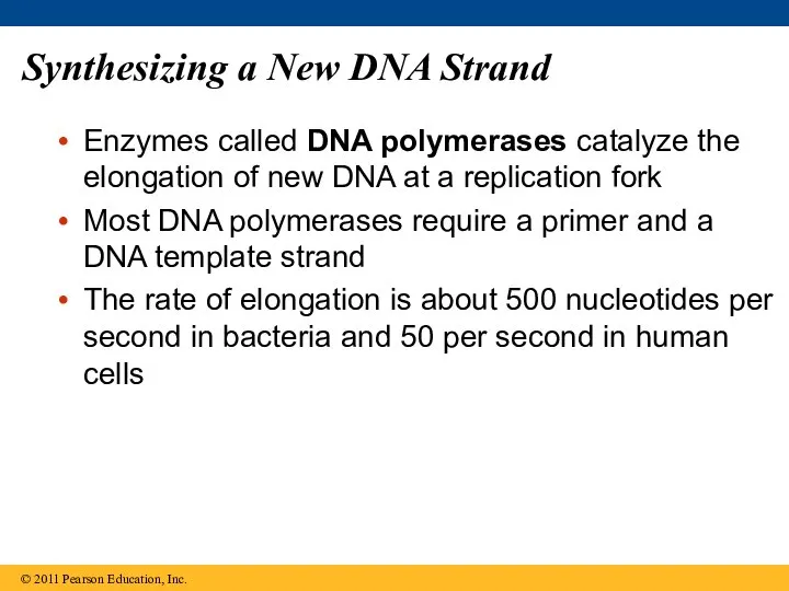 Synthesizing a New DNA Strand Enzymes called DNA polymerases catalyze the