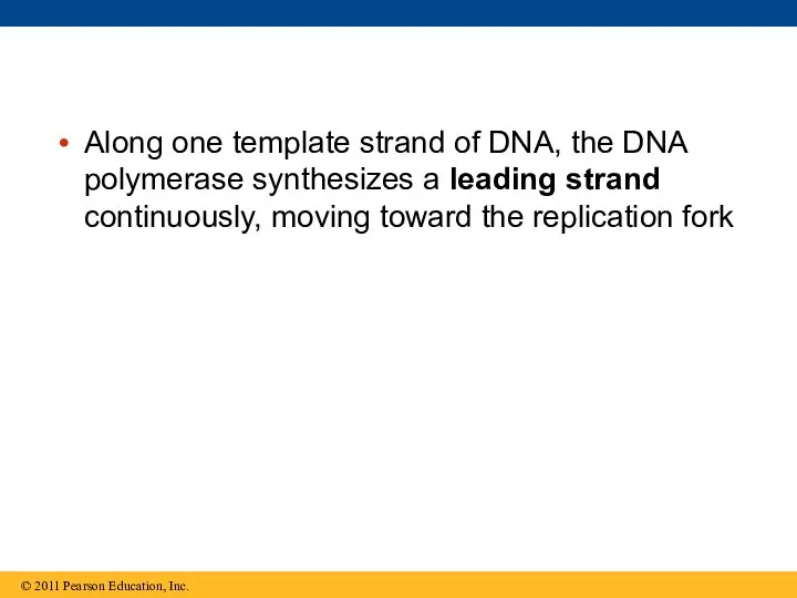 Along one template strand of DNA, the DNA polymerase synthesizes a