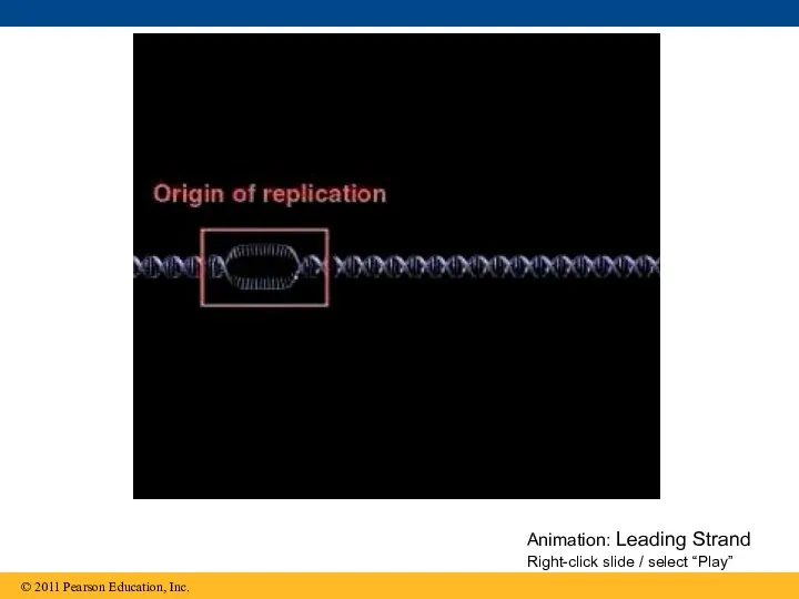 Animation: Leading Strand Right-click slide / select “Play”