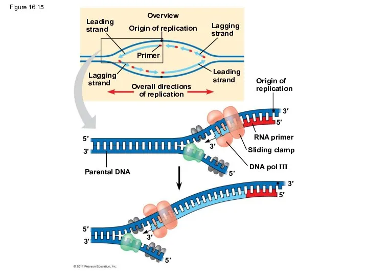 Figure 16.15 Leading strand Lagging strand Overview Origin of replication Lagging