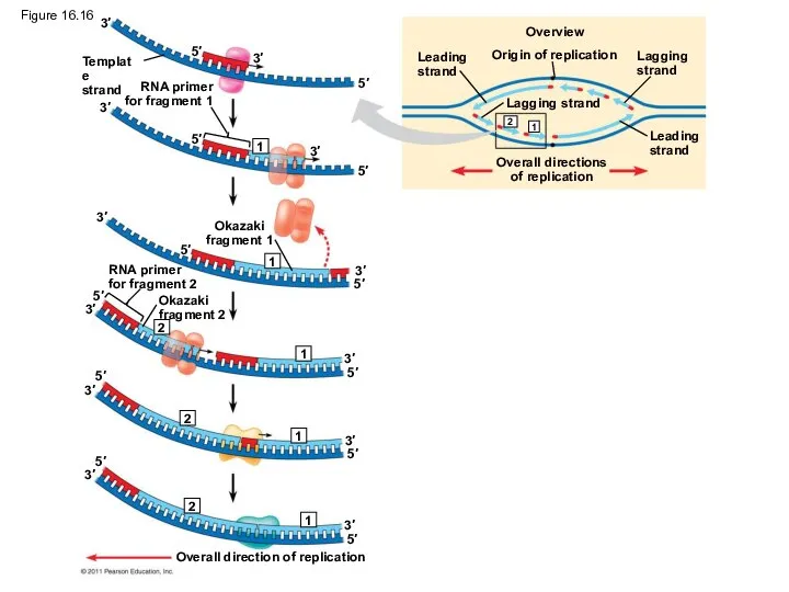 Origin of replication Overview Leading strand Leading strand Lagging strand Lagging