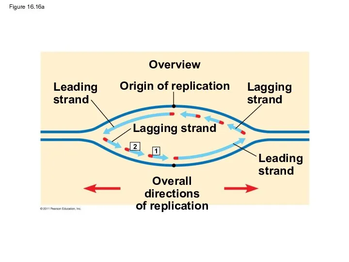 Figure 16.16a Origin of replication Overview Leading strand Leading strand Lagging