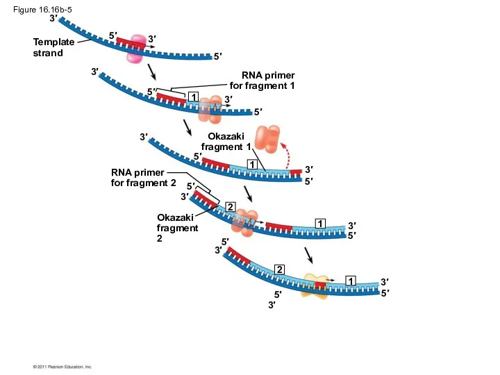 Figure 16.16b-5 Template strand RNA primer for fragment 1 Okazaki fragment