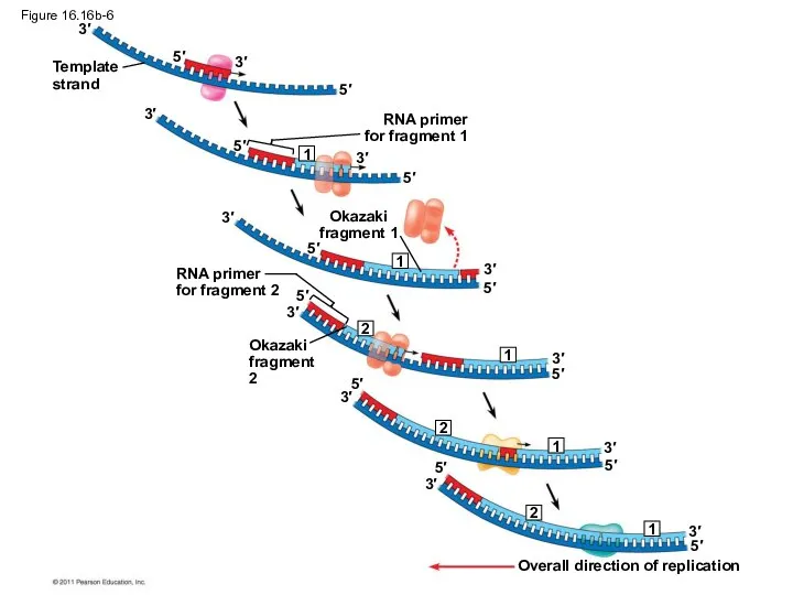 Figure 16.16b-6 Template strand RNA primer for fragment 1 Okazaki fragment