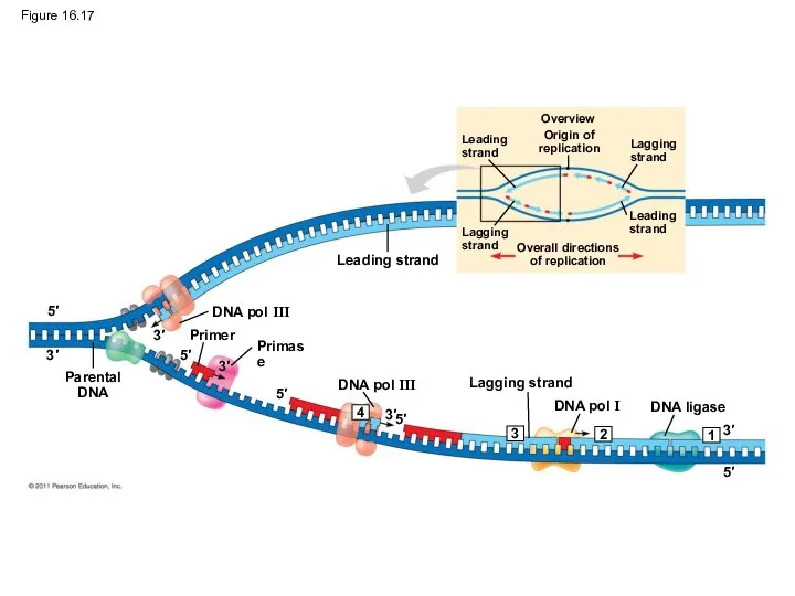 Figure 16.17 Overview Leading strand Origin of replication Lagging strand Leading