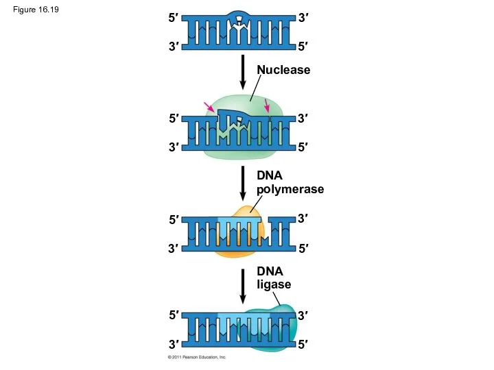 Figure 16.19 Nuclease DNA polymerase DNA ligase 5′ 5′ 5′ 5′