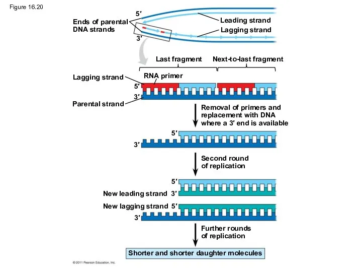 Figure 16.20 Ends of parental DNA strands Leading strand Lagging strand