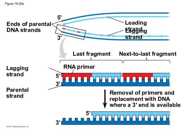 Figure 16.20a Ends of parental DNA strands Leading strand Lagging strand