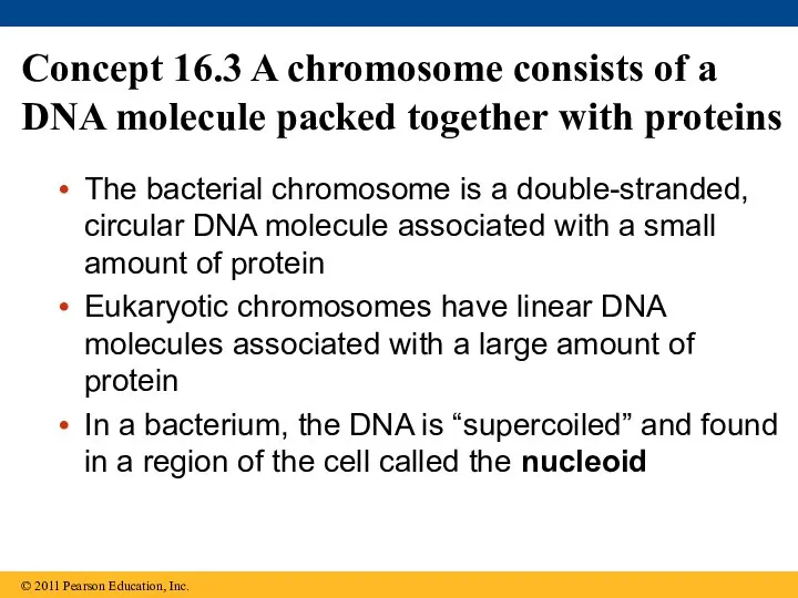 Concept 16.3 A chromosome consists of a DNA molecule packed together