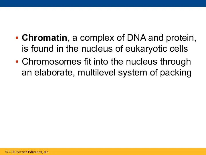 Chromatin, a complex of DNA and protein, is found in the