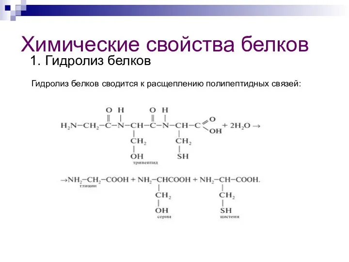 Химические свойства белков 1. Гидролиз белков Гидролиз белков сводится к расщеплению полипептидных связей: