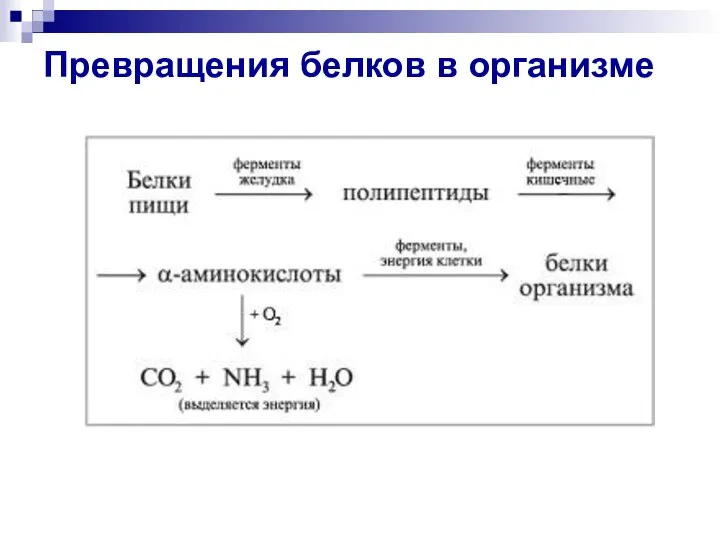 Превращения белков в организме