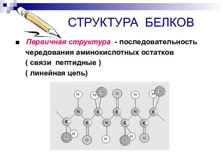 СТРУКТУРА БЕЛКОВ ■ Первичная структура - последовательность чередования аминокислотных остатков (