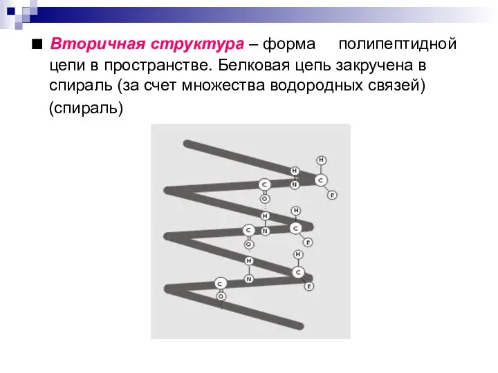 ■ Вторичная структура – форма полипептидной цепи в пространстве. Белковая цепь