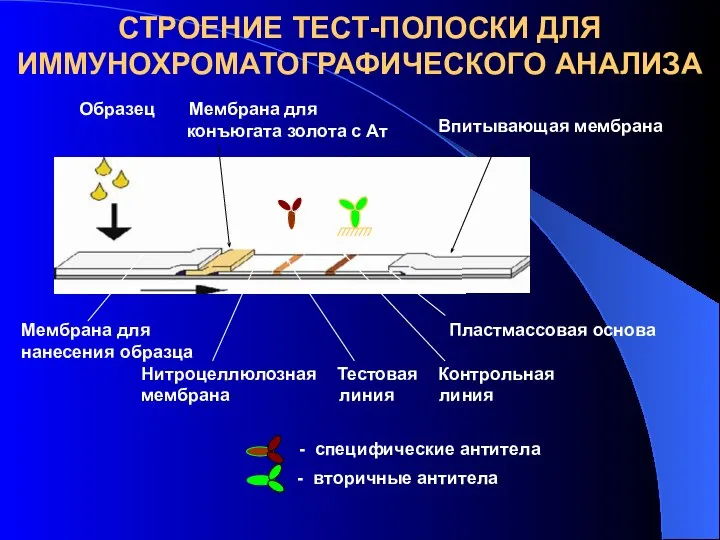 СТРОЕНИЕ ТЕСТ-ПОЛОСКИ ДЛЯ ИММУНОХРОМАТОГРАФИЧЕСКОГО АНАЛИЗА Образец Мембрана для конъюгата золота с