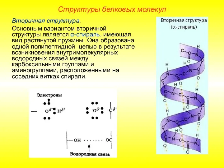 Вторичная структура. Основным вариантом вторичной структуры является α-спираль, имеющая вид растянутой