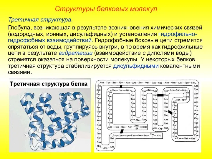 Третичная структура. Глобула, возникающая в результате возникновения химических связей (водородных, ионных,