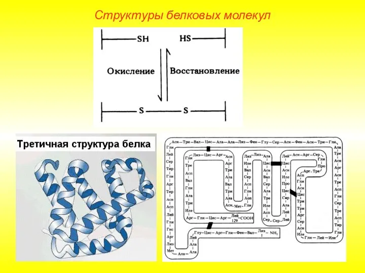 Структуры белковых молекул