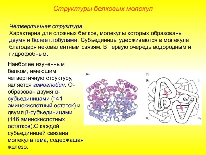 Четвертичная структура. Характерна для сложных белков, молекулы которых образованы двумя и