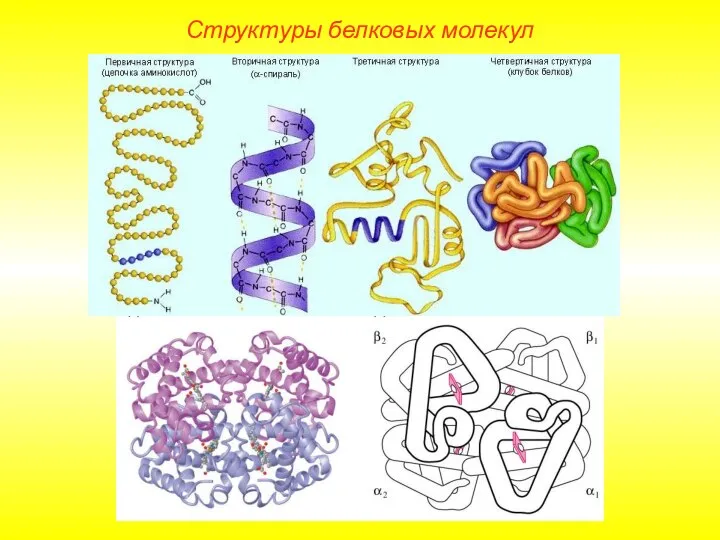 Структуры белковых молекул