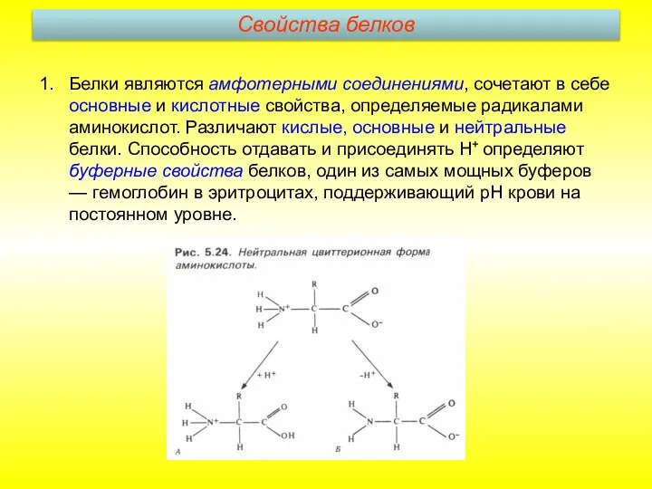 Белки являются амфотерными соединениями, сочетают в себе основные и кислотные свойства,