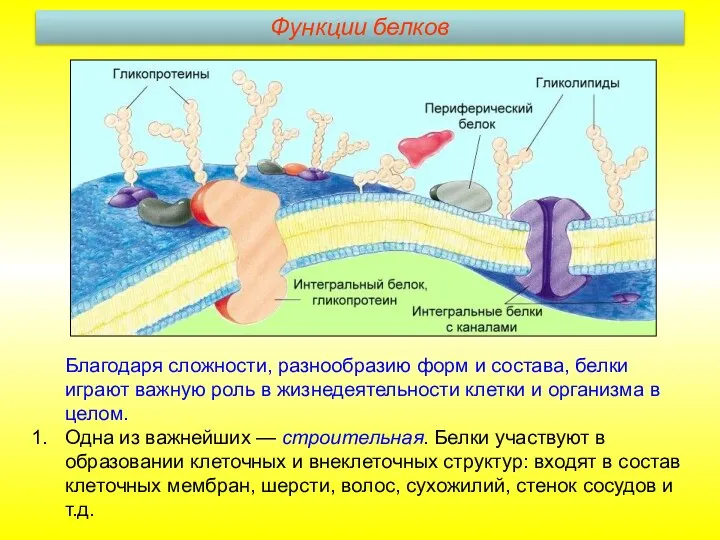 Благодаря сложности, разнообразию форм и состава, белки играют важную роль в