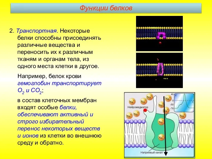 2. Транспортная. Некоторые белки способны присоединять различные вещества и переносить их