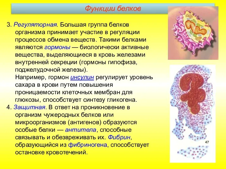 3. Регуляторная. Большая группа белков организма принимает участие в регуляции процессов