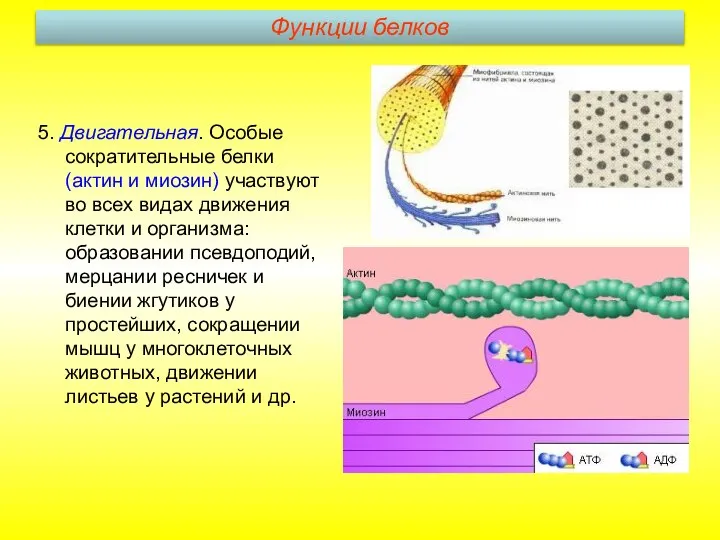 5. Двигательная. Особые сократительные белки (актин и миозин) участвуют во всех