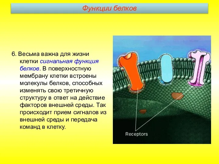 6. Весьма важна для жизни клетки сигнальная функция белков. В поверхностную