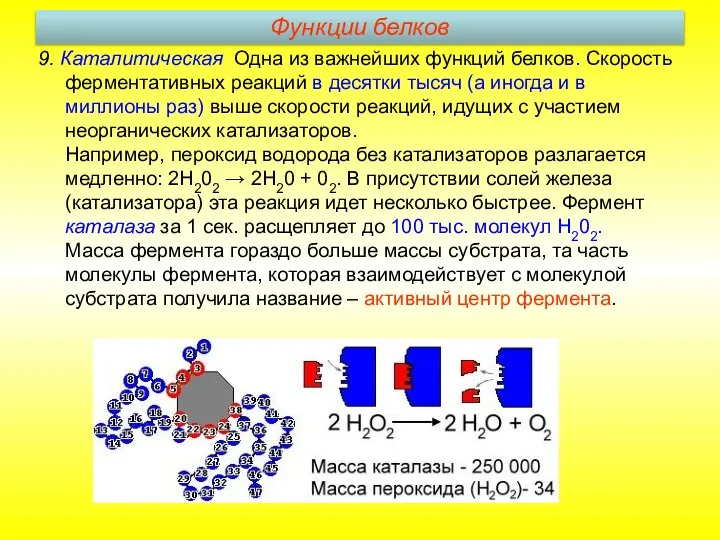 9. Каталитическая. Одна из важнейших функций белков. Скорость ферментативных реакций в