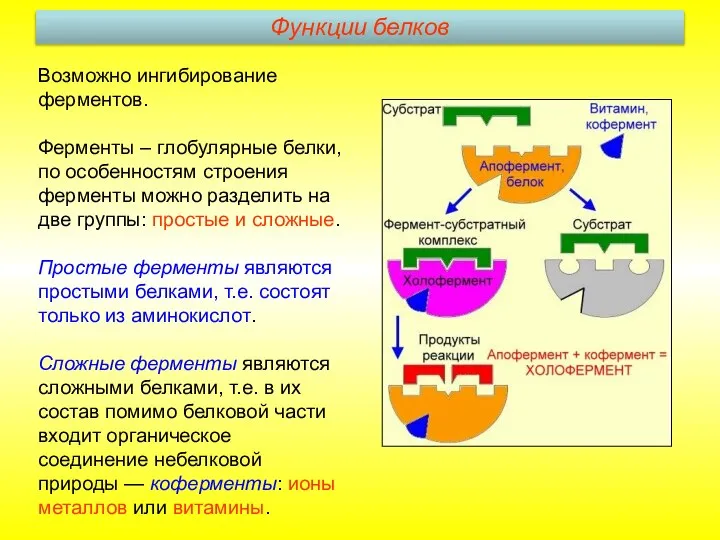 Функции белков Возможно ингибирование ферментов. Ферменты – глобулярные белки, по особенностям