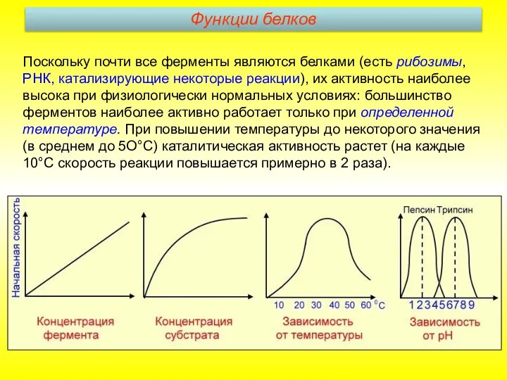 Поскольку почти все ферменты являются белками (есть рибозимы, РНК, катализирующие некоторые