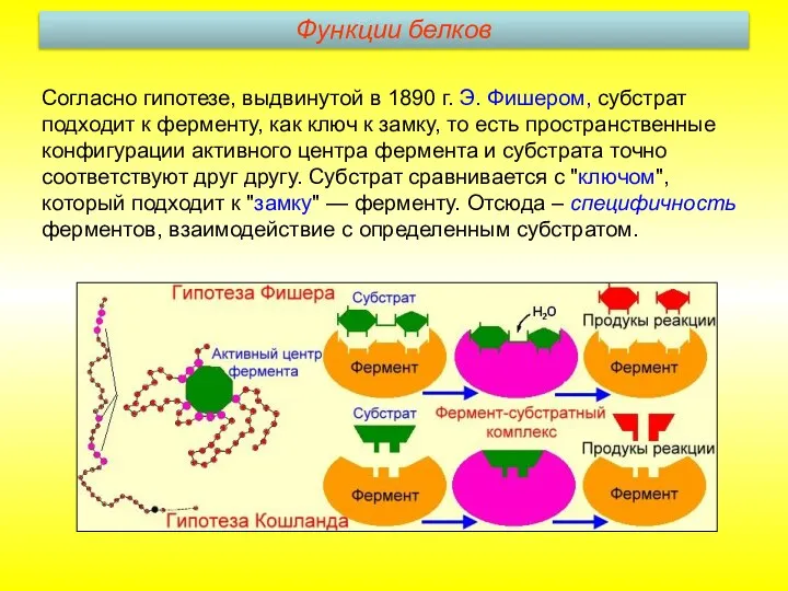 Согласно гипотезе, выдвинутой в 1890 г. Э. Фишером, субстрат подходит к