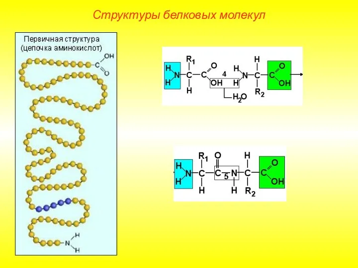 Структуры белковых молекул