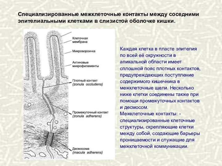 Каждая клетка в пласте эпителия по всей её окружности в апикальной