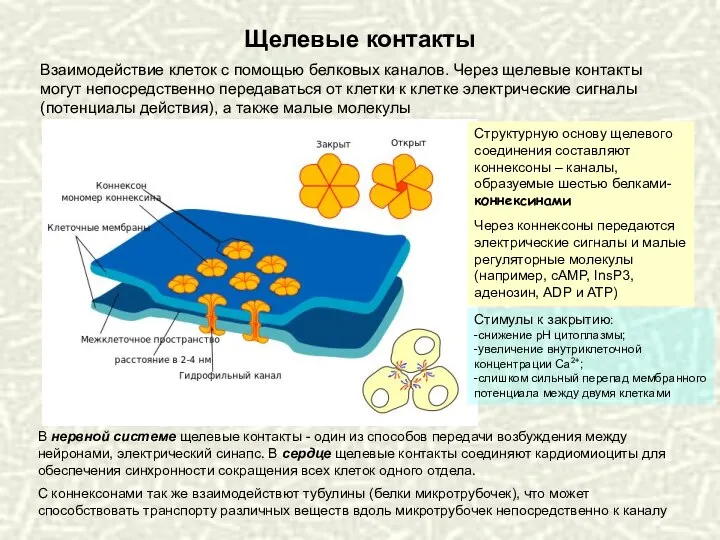 Щелевые контакты Стимулы к закрытию: -снижение рН цитоплазмы; -увеличение внутриклеточной концентрации