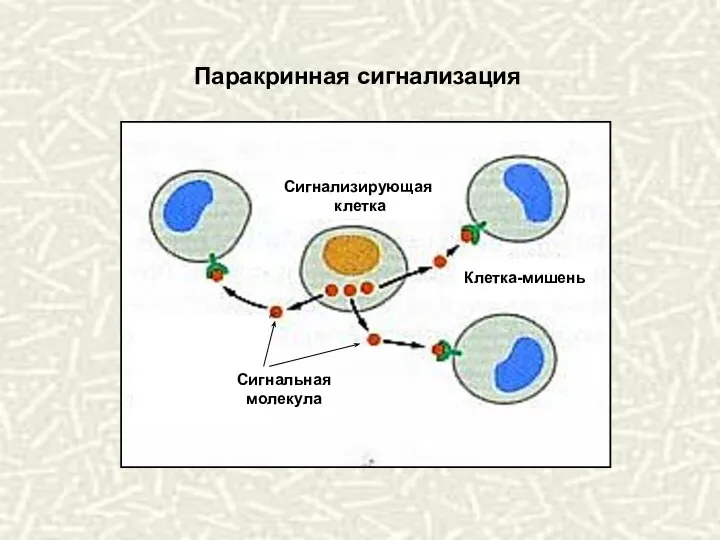 Паракринная сигнализация